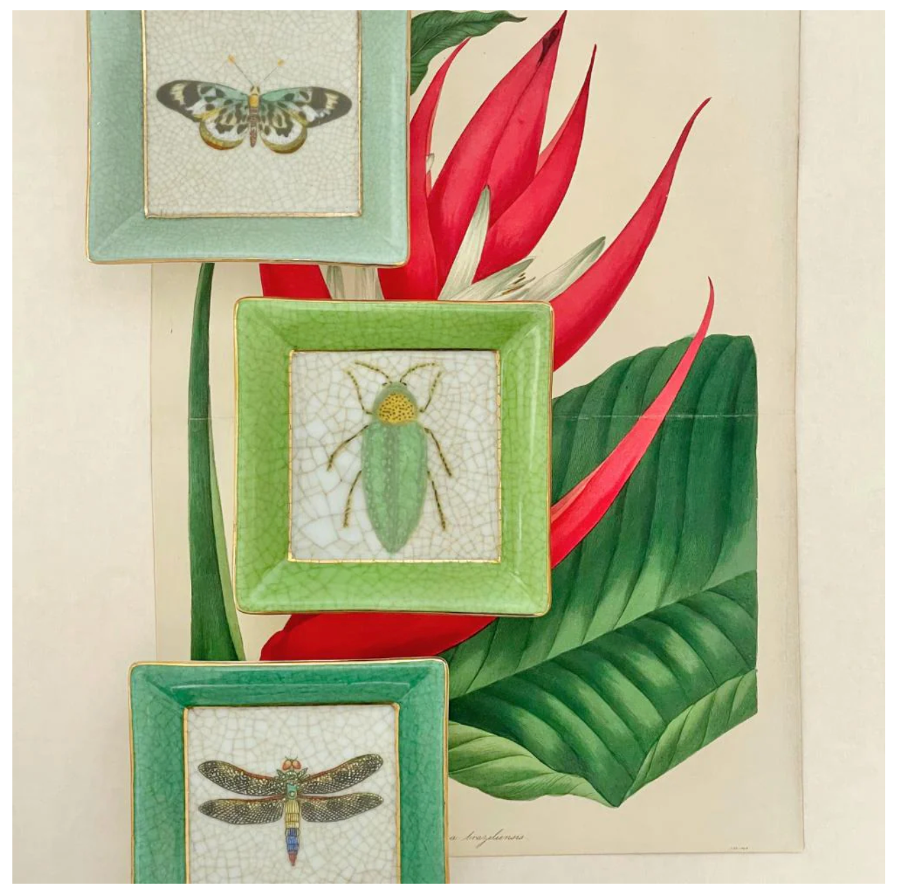 Exotico Wall Plate Buprestis - Creatively Active Minds