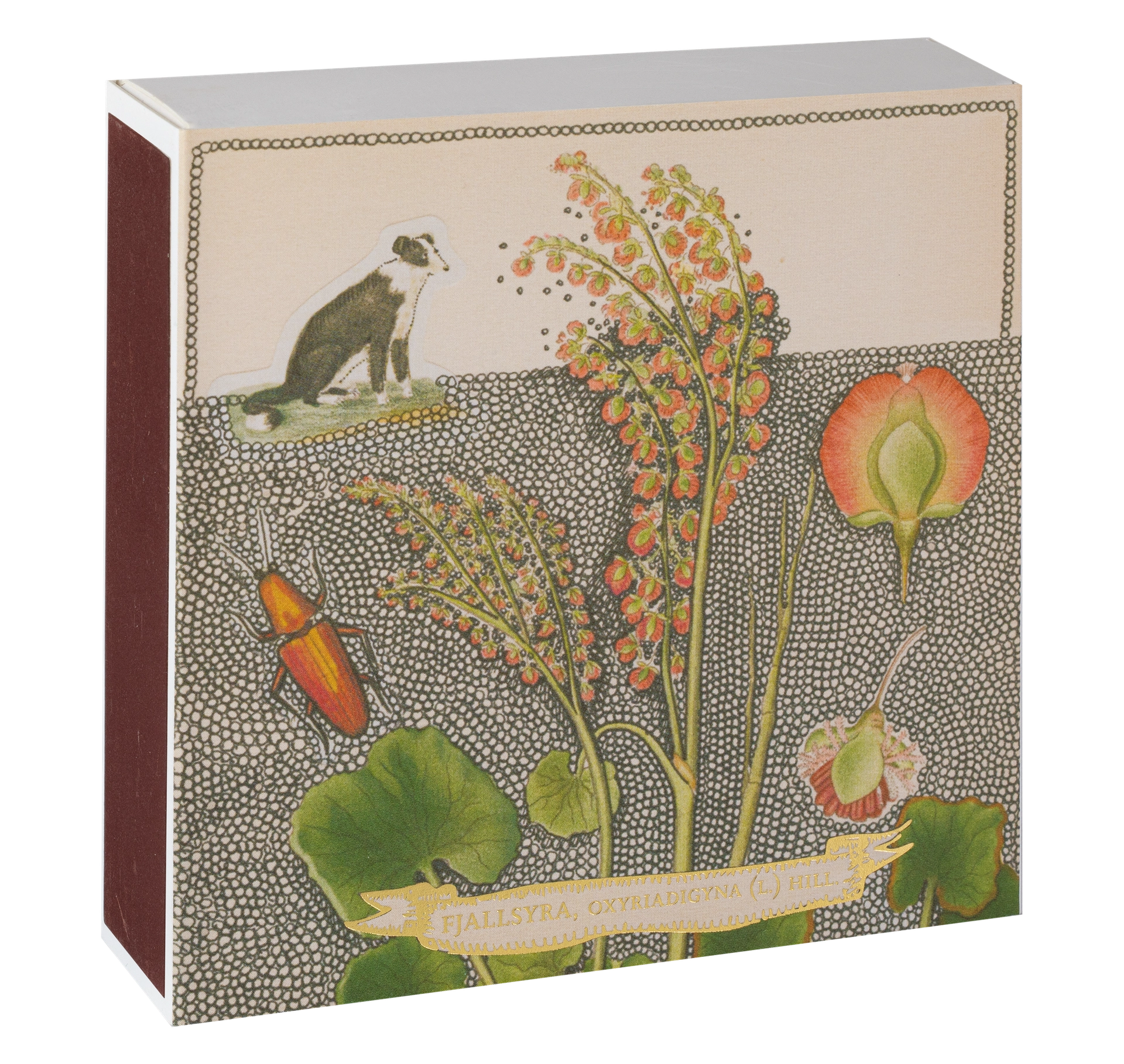 Chien Botanical Drawing Matches