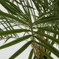 Palm Tree 2m