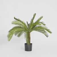 Cycad Palm 80cm