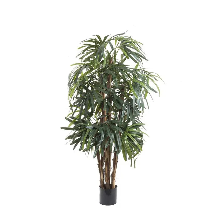 Raphis Palm Thin Leaf