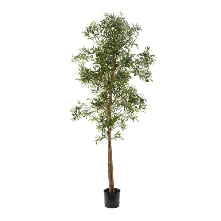 Olive Tree