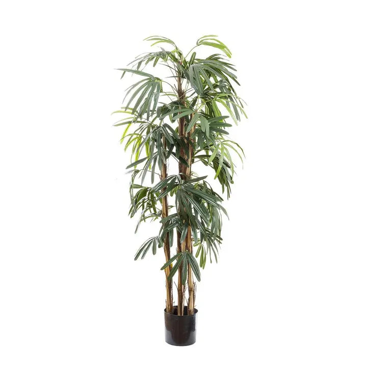 Raphis Palm Thin Leaf