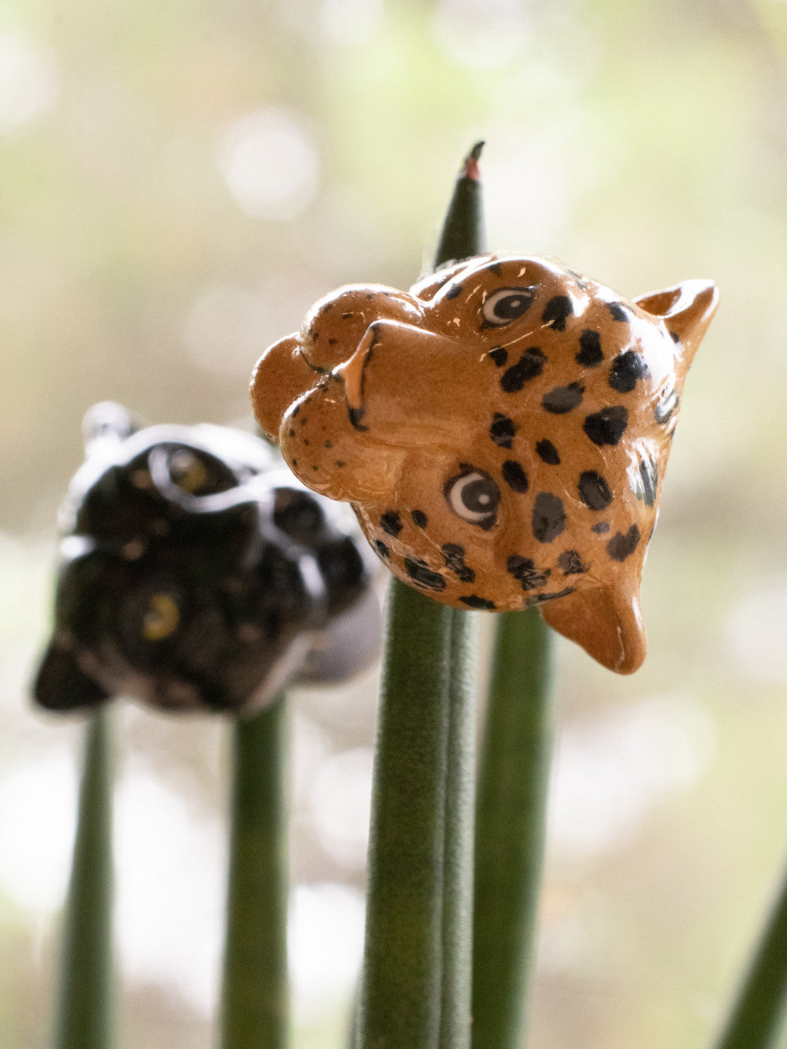 Leopard Clap