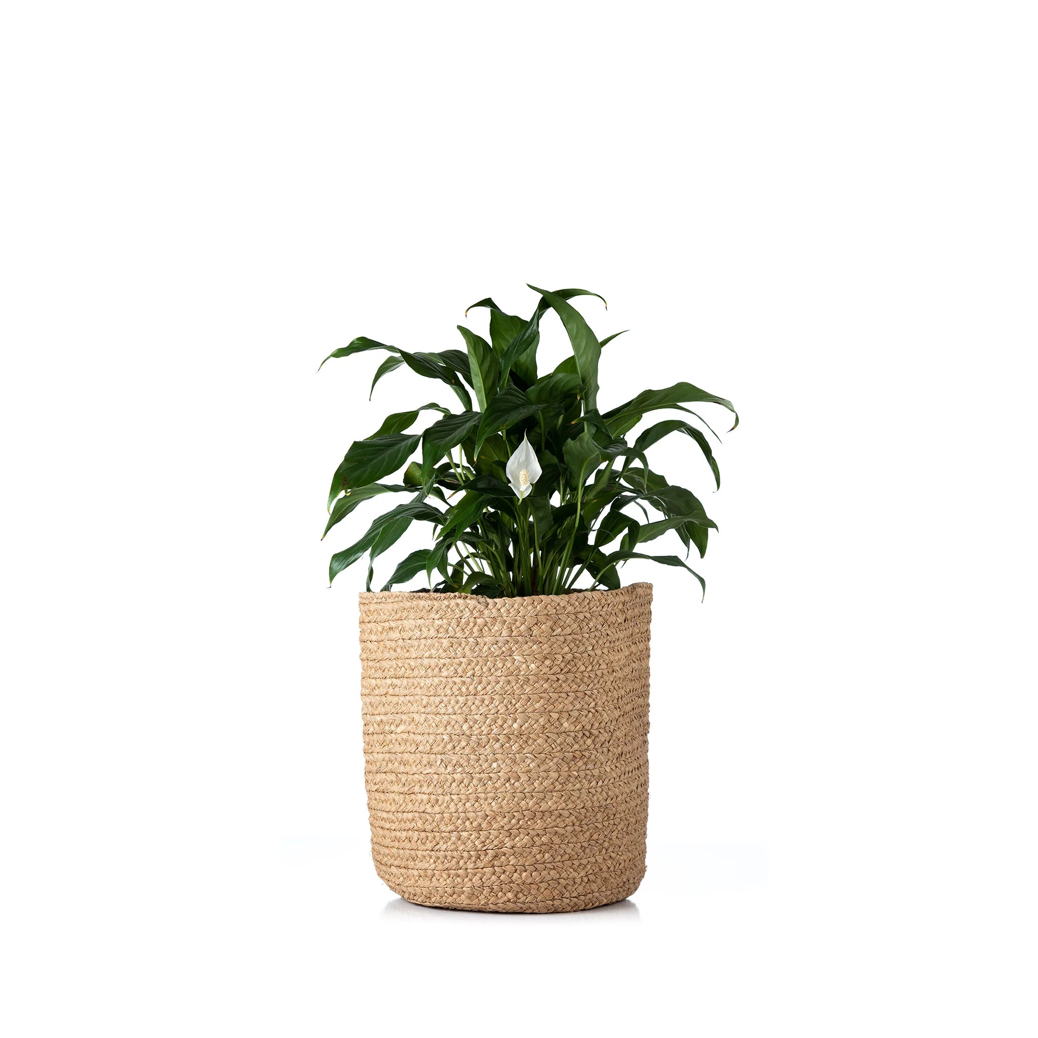 Taly Planter Natural - Tanora