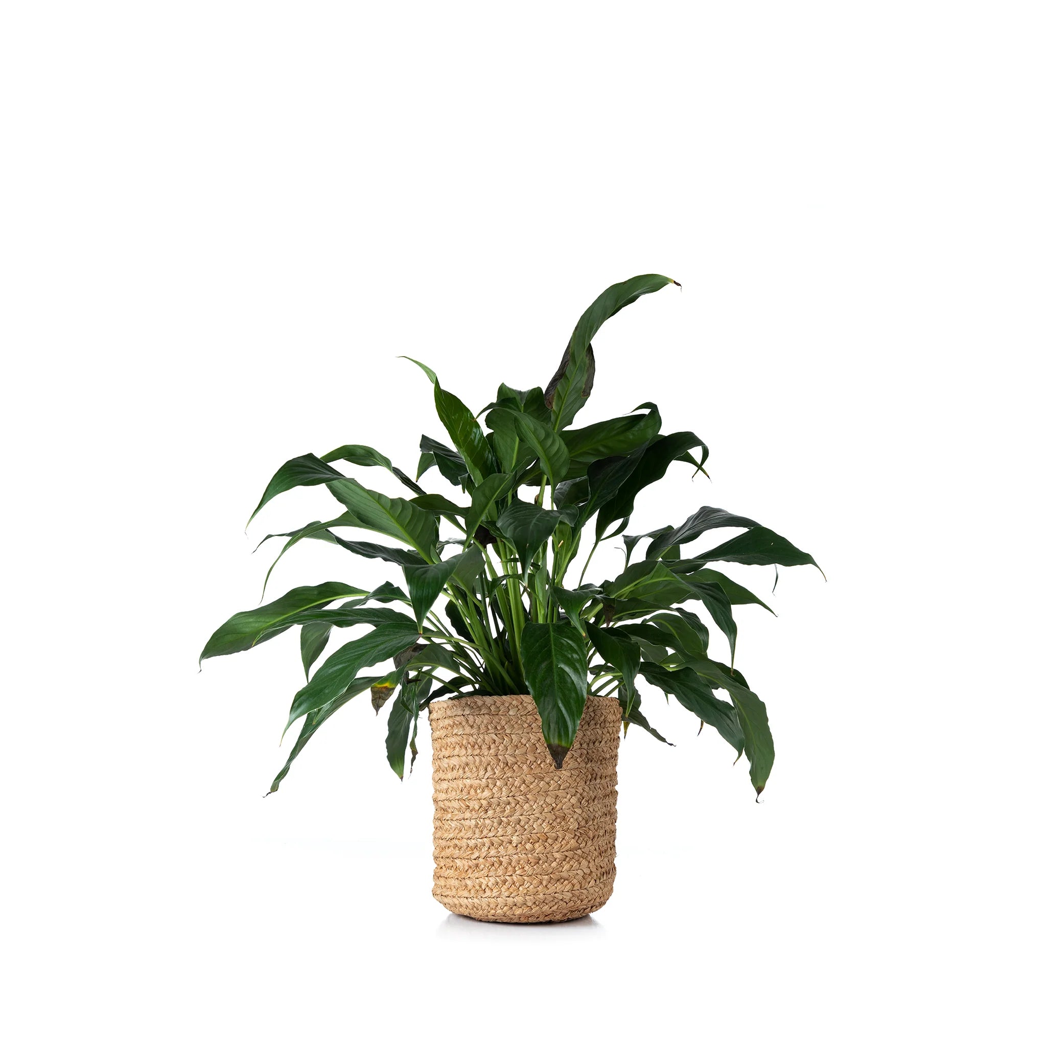 Taly Planter Natural - Tanora