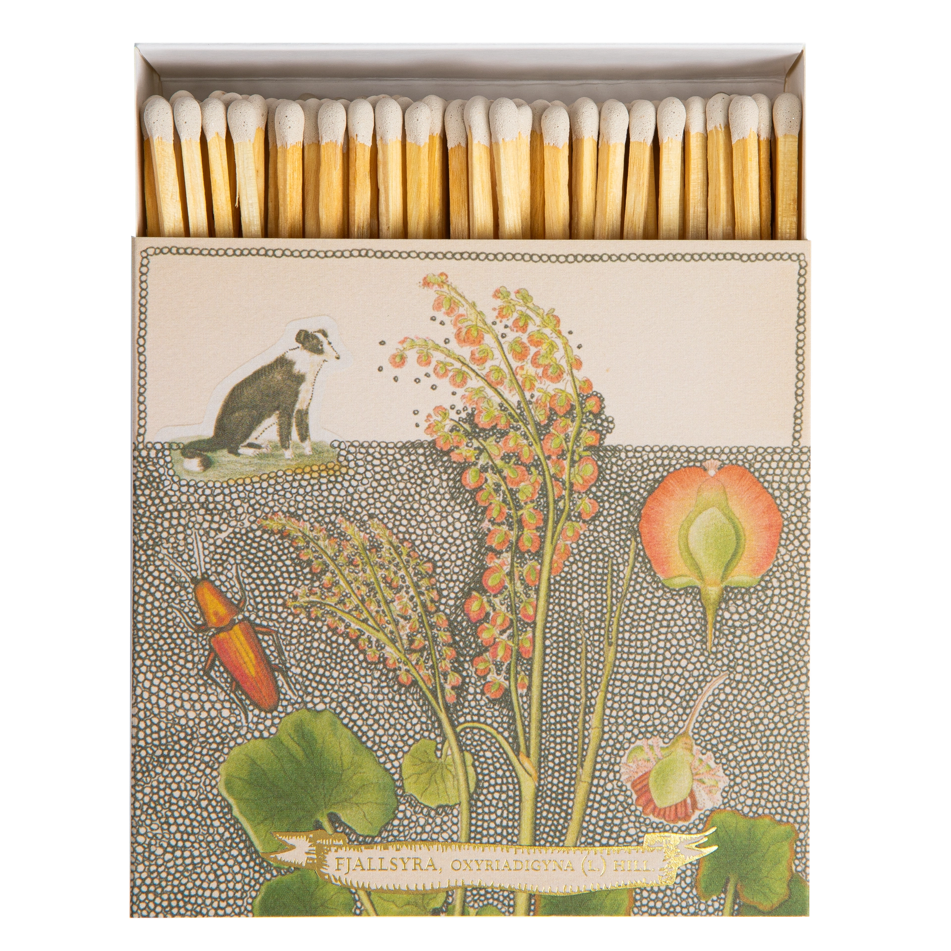 Chien Botanical Drawing Matches