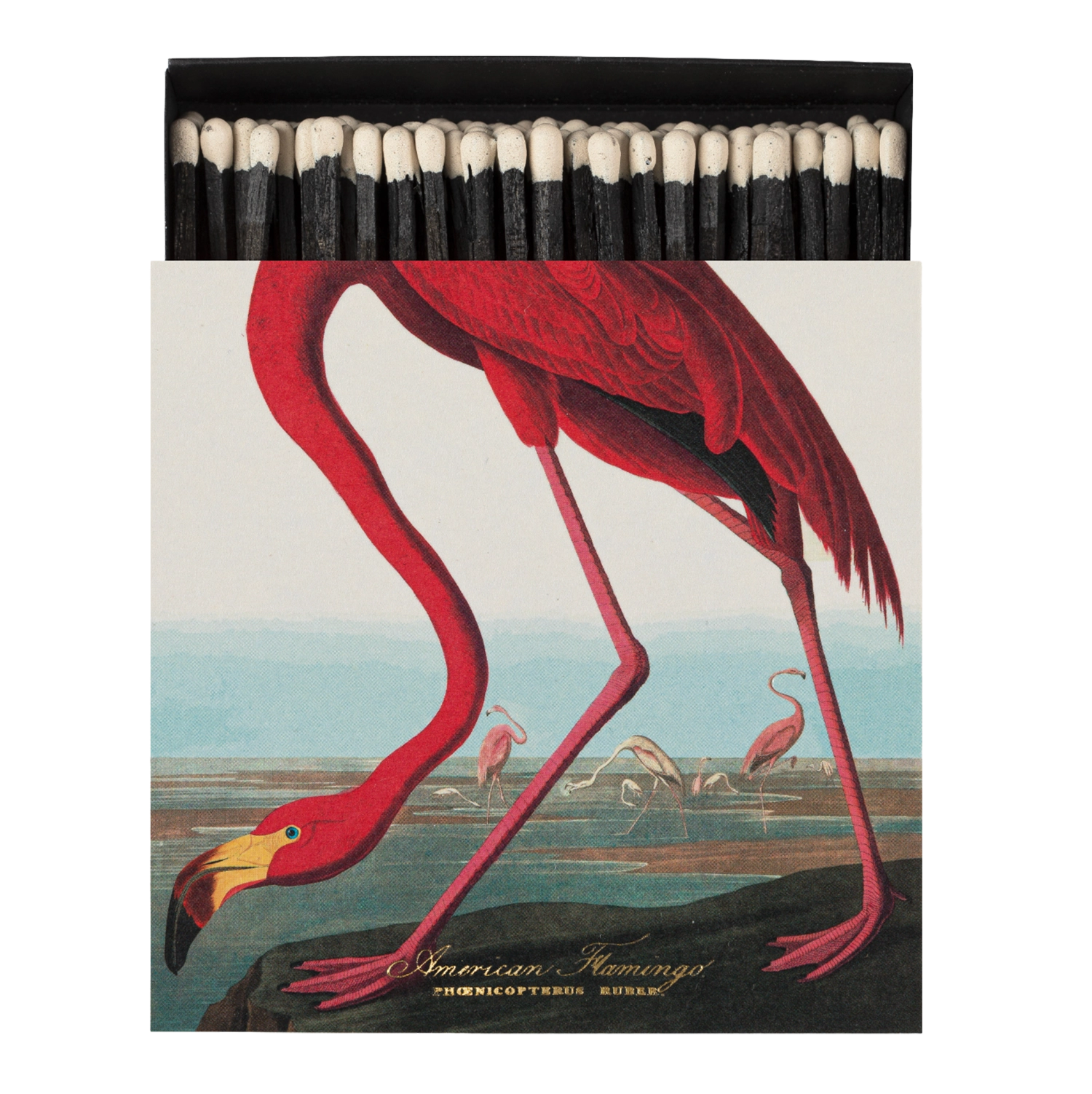 American Flamingo Matches