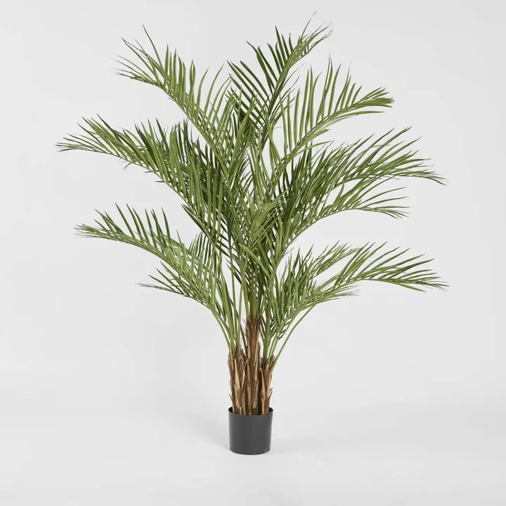 Palm Tree 2m