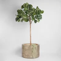 Fiddle Leaf Tree 215cm