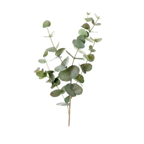 Eucalyptus 86cm